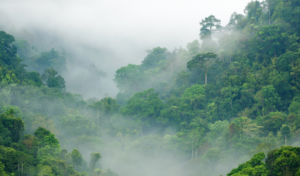 writing prompt on fog