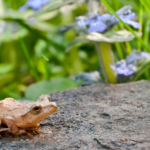 image of spring peeper with violets for a writing prompt for spring
