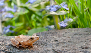 image of spring peeper with violets for a writing prompt for spring