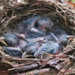 clutch of eastern towhee hatchlings | writing prompt on birds, nesting, and guardian what matters most