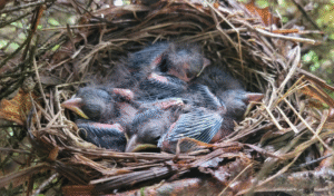 clutch of eastern towhee hatchlings | writing prompt on birds, nesting, and guardian what matters most