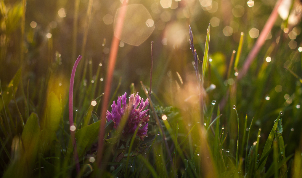 Red clover in a field; image for The Miracle Equation Writing prompt